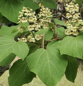 Catalpa ovata