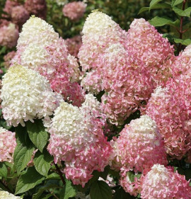 Hydrangea paniculata `Quick Fire Fab`