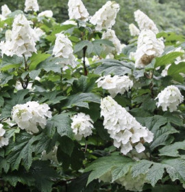 Hydrangea quercifolia `Amethyst`