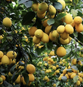 Citrus limon `Meyer` NAGY NÖVÉNYEK!