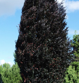 Fagus sylvatica `Rohan Obelisk`