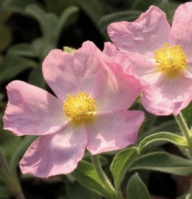 Cistus x argenteus `Peggy Sammons`