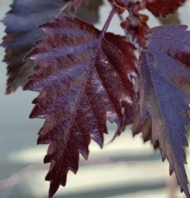 Betula pendula `Royal Frost`