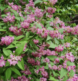 Deutzia longifolia x discolor `Strawberry Fields`