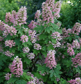 Hydrangea quercifolia `Gatsby Pink`