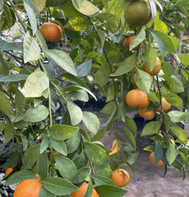 Citrus reticulata `Changsha`