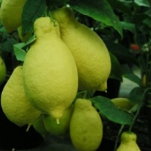 Citrus limon 'Lunario' 