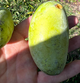 Asimina triloba MAGCSEMETE