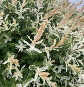 Salix integra `Hakuro Nishiki`