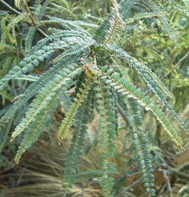 Sophora microphylla `Drago`s Gold`