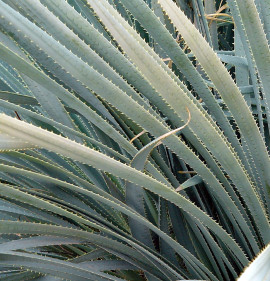 Dasylirion wheelerii CSP