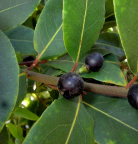 Laurus nobilis NAGY NÖVÉNY!!!