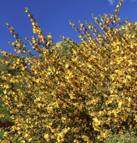 Fremontodendron `California Glory`