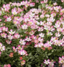 Rosa `Cutie Pie`