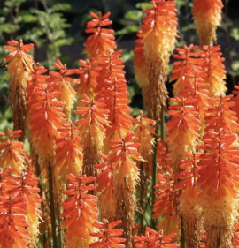 Kniphofia `Backdraft`