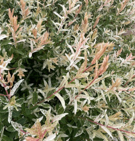 Salix integra `Hakuro Nishiki`