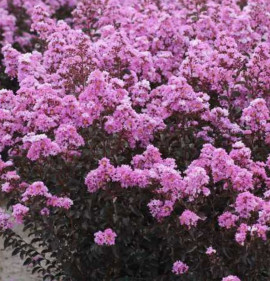 Lagerstroemia `Black Diamond Lavender Lace`