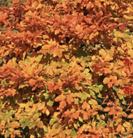 Fagus sylvatica `Swat Magret`