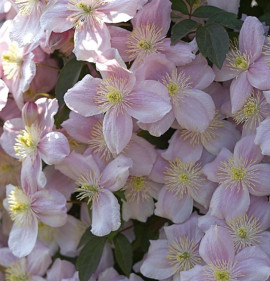 Clematis montana `Mayleen`
