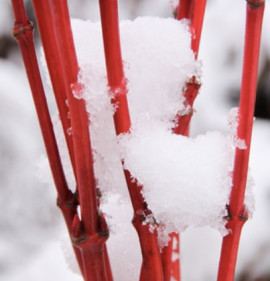 Acer circinatum `Pacific Fire`