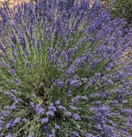 Lavandula `Dutch`