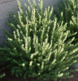 Myrtus communis `Nana (Compacta)`