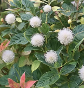 Cephalanthus occidentalis `Fiber Optics`