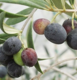 Olea europaea `Cailletier`