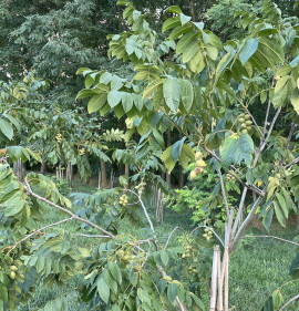 Juglans ailanthifolia var. cordiformis
