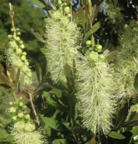 Callistemon salignus `Jaune`