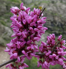 Cercis griffithii `Blue Lagoon`