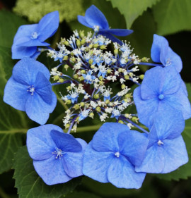 Hydrangea macrophylla `Blaumeise`