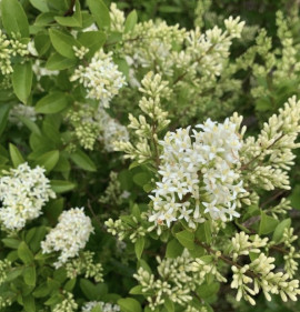 Ligustrum ovalifolium