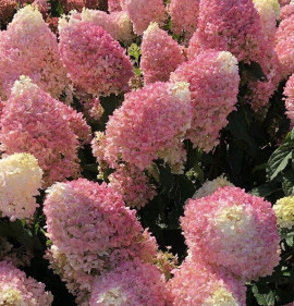 Hydrangea paniculata `Pinkachu`