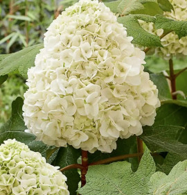 Hydrangea quercifolia `Tara`