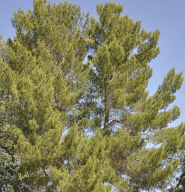 Pinus halepensis 