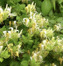 Lonicera japonica `Hall`s Prolific`