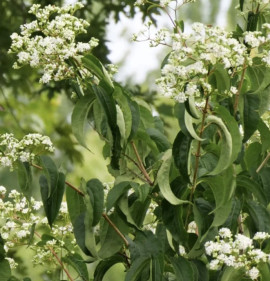 Heptacodium miconoides `Temple of Bloom`