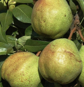 Pyrus communis `Garden Pearl`