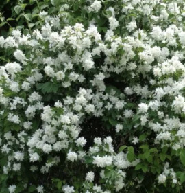Philadelphus `Frosty Morn`