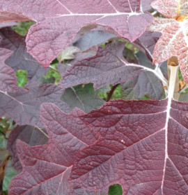 Hydrangea quercifolia `Gatsby Pink`