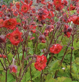 Geum `Flames of Passion`