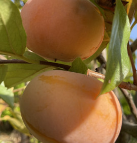 Diospyros `Lednice`
