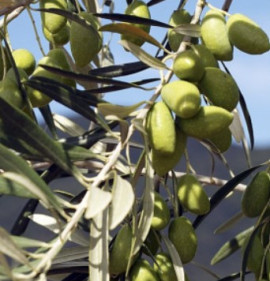 Olea europaea `Lucques (Lucca)`