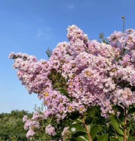 Lagerstroemia `Yuma`