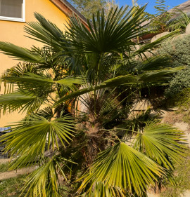 Trachycarpus fortunei MAG!!! 20 DB MAG!!!