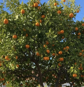 Citrus `Murcott, Honey Tangerine`