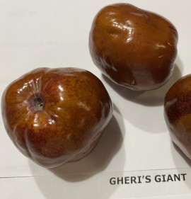Ziziphus jujuba `Gheri`s Giant`