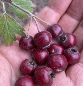 Crataegus FRISS GYÜMÖLCS!
