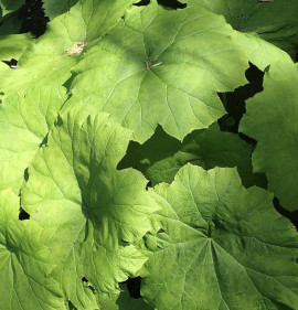 Astilboides (Rodgersia) tabularis 